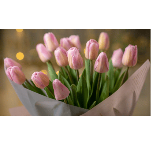 Tulipanes: Frescura holandesa